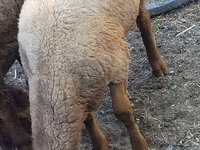 Vædder, Rhon sheep — foto 3
