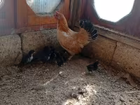 Chickens — foto 3