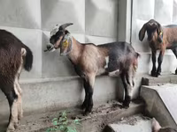 بز نر, Nubian Goat — عکس 5