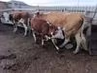 Ko, Latvian Blue cattle — foto 4