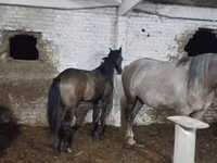Kuda jantan, Horses — foto 6