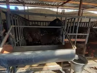 แกะตัวผู้, Hissar sheep — รูปภาพ 4