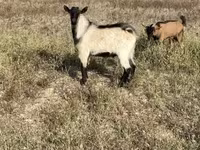 Oğlak, Alpine goat — foto 1