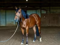 Aygʻir, Quarter Horse — 6-rasm