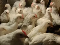 Chickens — 照片 1