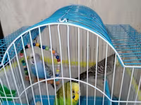 Məhsul: Dalmatian və Avstraliya cinsli dalğalı papuqaylar (budgerigar) — عکس 5