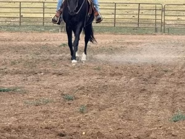 مادیان, National Show Horse