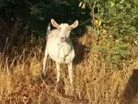 Goat, Saanen goat — photo 2