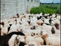 Kambing jantan, Sheep — foto 2