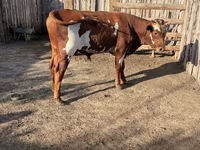 Bik, Swiss cattle — fotografija 5