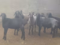 Kambing jantan, Sheep — foto 1