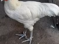 Australorp — foto 1