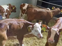 Bovine (lot, sex nespecificat), Simmental cattle — foto 2