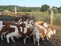 Tyre, Simmental cattle — foto 2