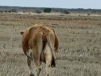 Үнээ, Latvian Blue cattle — 4 зураг