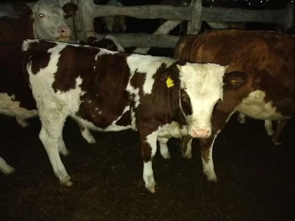 Tyre, Simmental cattle