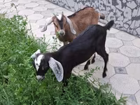 Capra, Nubian Goat — foto 2
