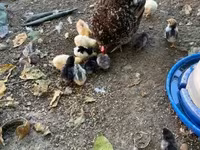 Chickens — zdjęcie 2