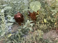 Chickens — รูปภาพ 3