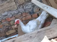 Hausente — Foto 2