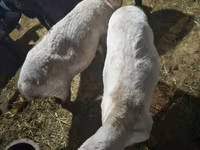 Хонь, Hissar sheep — 3 зураг