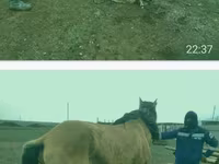 Klisna, Kazakh horse — foto 3