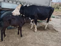Krava, Russian Black pied cattle — foto 1