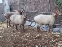 بھیڑ, بھیڑیں — تصویر 2