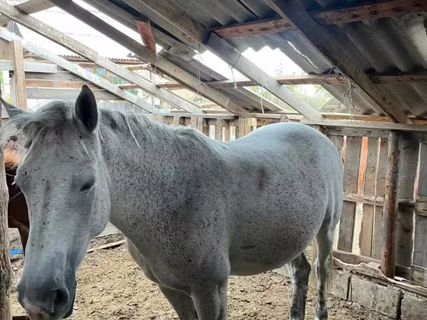 ม้าตัวเมีย, Horse breed