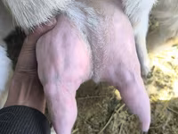 بز نر, Gulabi goats — عکس 5