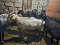 Хонь, Hissar sheep — 4 зураг