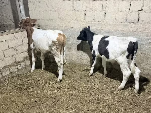 Boğa, Russian Black pied cattle