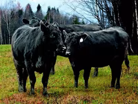 Stier, Hereford — foto 2
