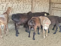 Kambing jantan, Arashan sheep — foto 7