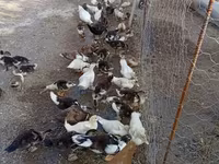 Ducks — fotografija 7