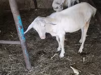 Chèvre, Saanen goat — photo 6