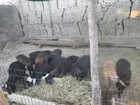 Baran, Owce — zdjęcie 4