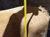 গাভী, Swiss cattle — ছবি 5
