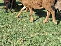 የጎትት አውራ በግ, Sheep — ፎቶ 1