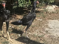 Chickens — zdjęcie 3