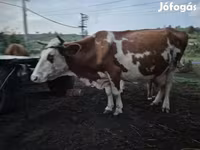 Lembu jantan, Simmental cattle — foto 1