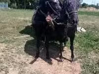 घोड़ी, Nonius horse — फ़ोटो 6