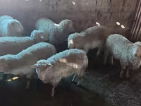 Vædder, Merino sheep — foto 2