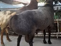 แกะตัวผู้, Edilbay sheep — รูปภาพ 2