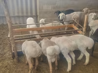 Kambing jantan, Sheep — foto 1