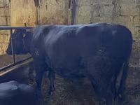 Bull, Red Polled Cow — photo 2