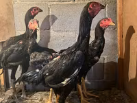 Chickens — foto 1