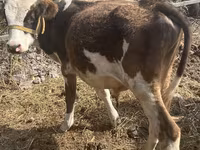 सांड, मवेशी — फ़ोटो 3