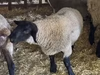Vædder, White Suffolk sheep — foto 4