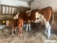 Krava, Simmental cattle — foto 1